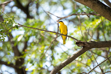 Black - naped oriole