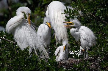 Great Egret in Florida 