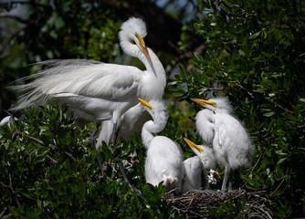 Great Egret in Florida 