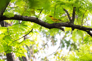 Black - naped oriole