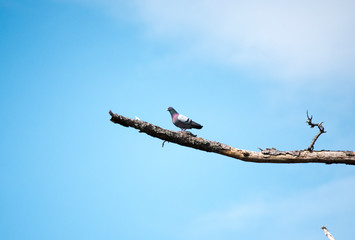 Rock Pigeon