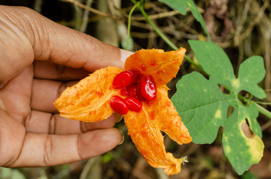Holding Open Cerasee Fruit