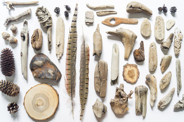 Seashells and sticks,bump and feather corals collection flat lay still life are natural material....