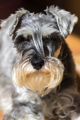 Portrait of a schnauzer at home