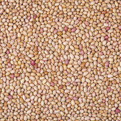 roman bean background