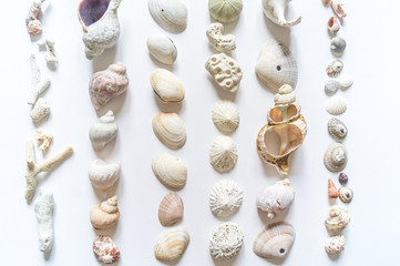 Seashells and corals collection flat lay still life are natural material.