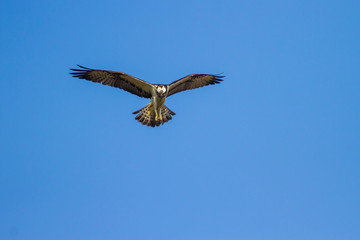 Fliying osprey. Blue sky background.