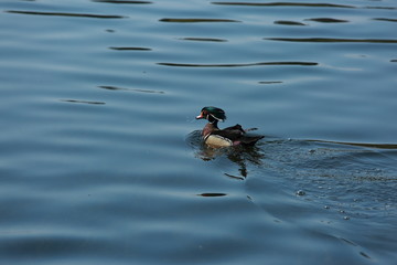 Wood Ducks in Spring Love