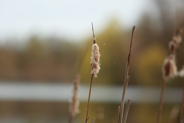 Love in the lake