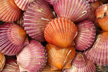 lots of scallop sea shells piled together background