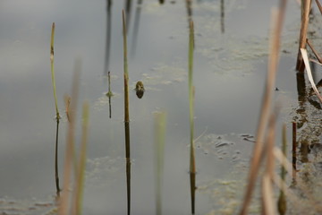 Love in the lake
