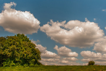 Obraz premium A large tree with a beautiful sky backdrop in the Hampstead Heath, London.