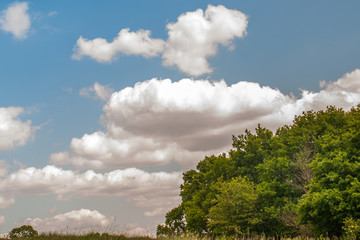 A large tree with a beautiful sky backdrop in the Hampstead Heath, London.