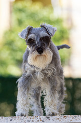 Portrait of a schnauzer at home