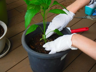 Gardening in the balcoy, ガーデニング バルコニー。