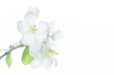 Fototapeta na wymiar Pure White Apple Flowers on White