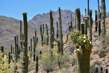 Fototapeta premium Blooming Saguaro Cactus Tucson Mountains Arizona Desert Sonoran Flower Bloom