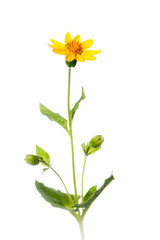 Heart Leaved Arnica Plant - Isolated on White