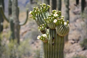 Blooming Saguaro Cactus Tucson Arizona Desert Sonoran Flower Bloom