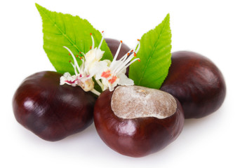 Fresh chestnut on white background