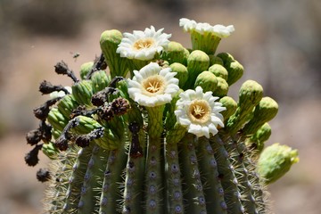 Blooming Saguaro Cactus Tucson Arizona Desert Sonoran Flower Bloom