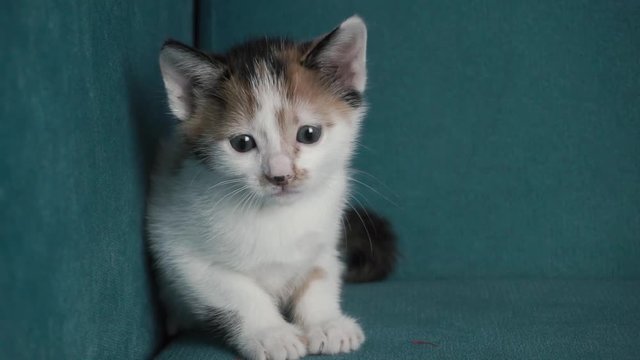 Sweet cat portrait LOOP footage. Kitten is looking environment