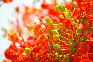 Peacock flowers on poinciana tree