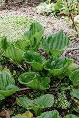 Chatham Island forget-me-not (Myosotidium hortensia)