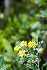 Brachyglottis greyi, also called Senecio greyi, with the common name daisy bush is an endemic native of New Zealand.