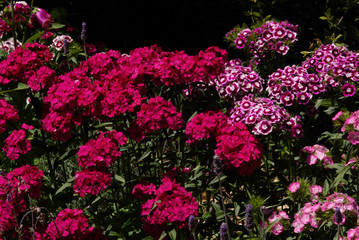 close up pink and red flowers 