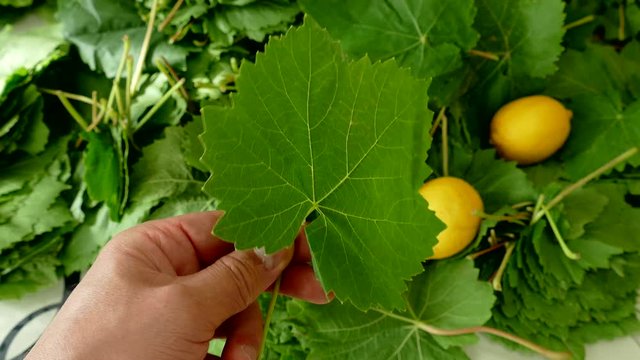 vine grape leaf, leaf to make wrapping,