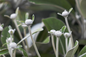 Marlborough Rock Daisy, Pachystegia insignis is a species of flowering plants in the daisy family, Asteraceae. It is endemic to New Zealand.