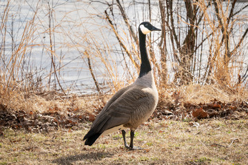 Adult Canadian Goose in its natural environment