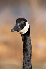Adult Canadian Goose in its natural environment