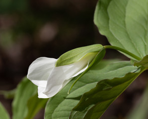 Obraz premium white trillium blooming in springtime with dark forest background