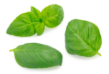 Fresh basil on white background