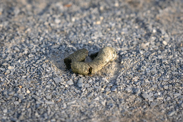 Dried poop from a Canadian Goose on grey gravel