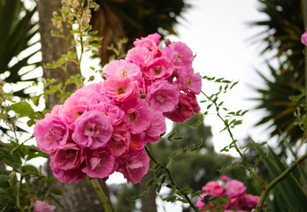 Jardín Flores Rosadas