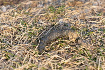 Poop from a Canadian Goose lying in dried grass