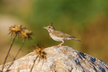 Crested Lark / Galerida cristata