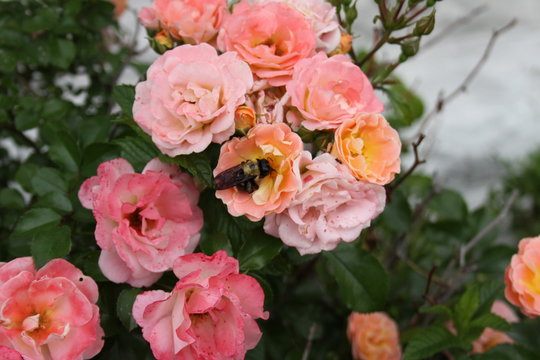 Roses and Bumble Bee 2019
