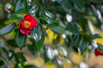 赤いツバキ