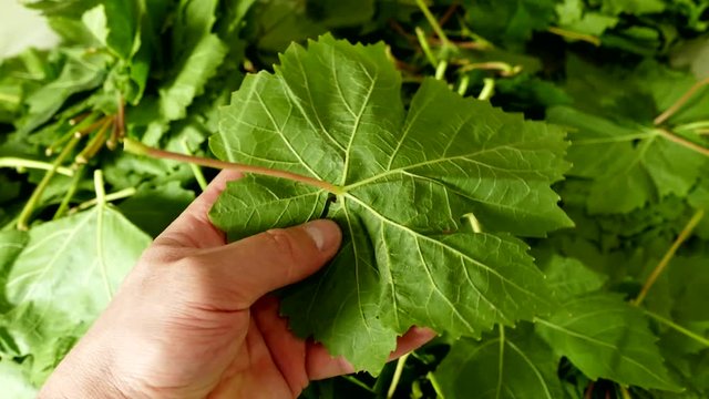 fresh grape leaves, for making vine leaves Wrap