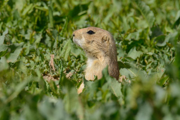 Naklejka na ściany i meble Head of black-tailed prairie dog or Cynomys ludovicianus peering out from springtime abundance of green grass and other edible vegetation
