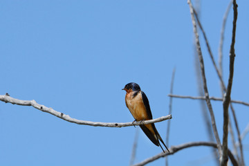 Barn swallow bird or Hirundo rustica perched on dead tree limb against blue sky