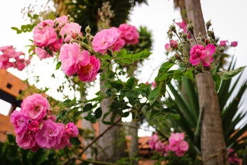 Jardín flores rosadas