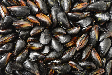mussel background - obrazy, fototapety, plakaty