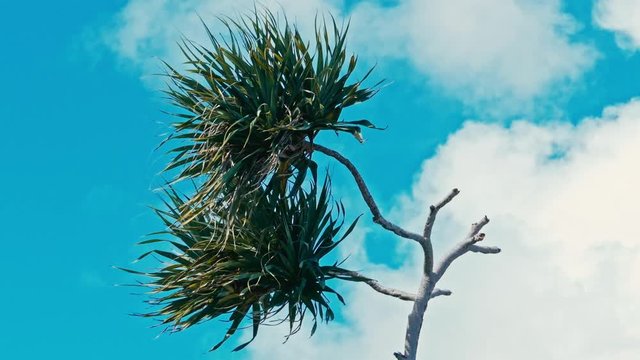 pandanus palm tree alias screw pine leaf and branch in windy weather at a tropical sea ocean shore