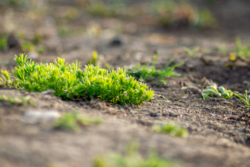 new, fresh grass sprouts from the ground in spring