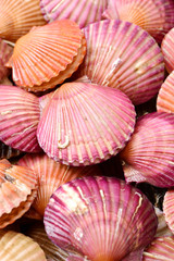 lots of scallop sea shells piled together background